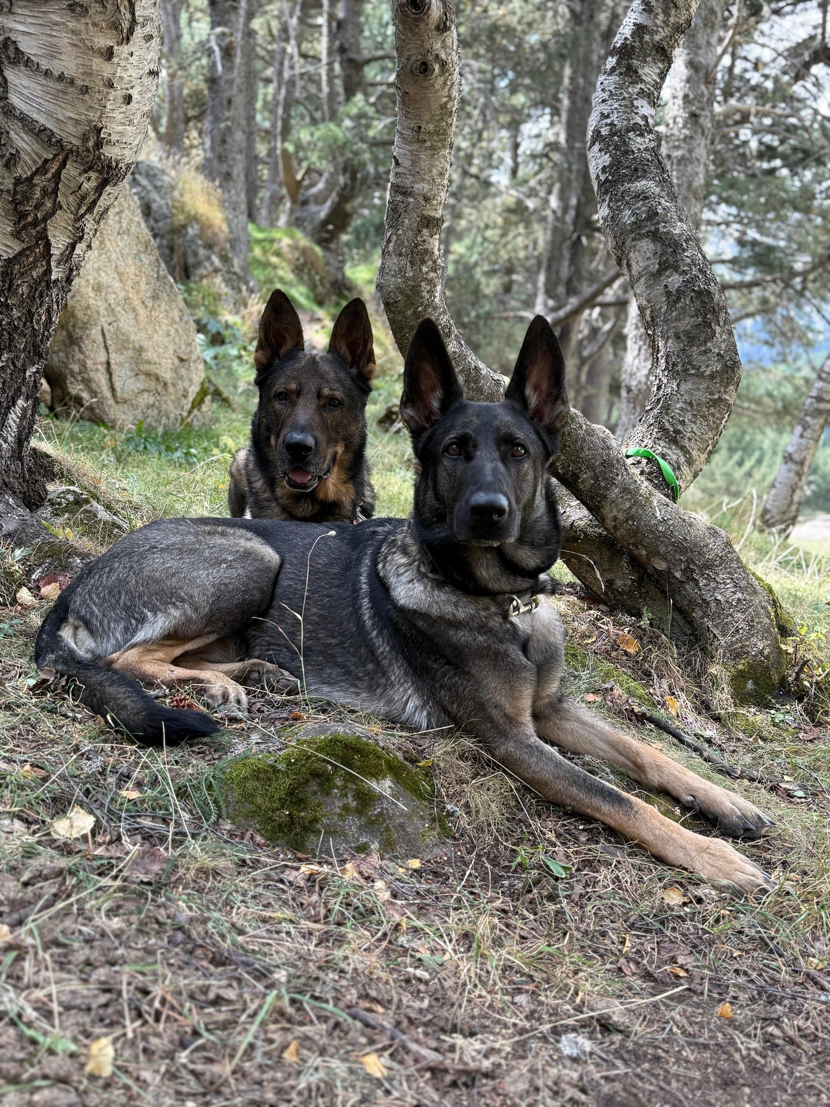 En Danko i la Xena, els dos pastors alemanys de treball d'en Nando Cañero, estirats al mont