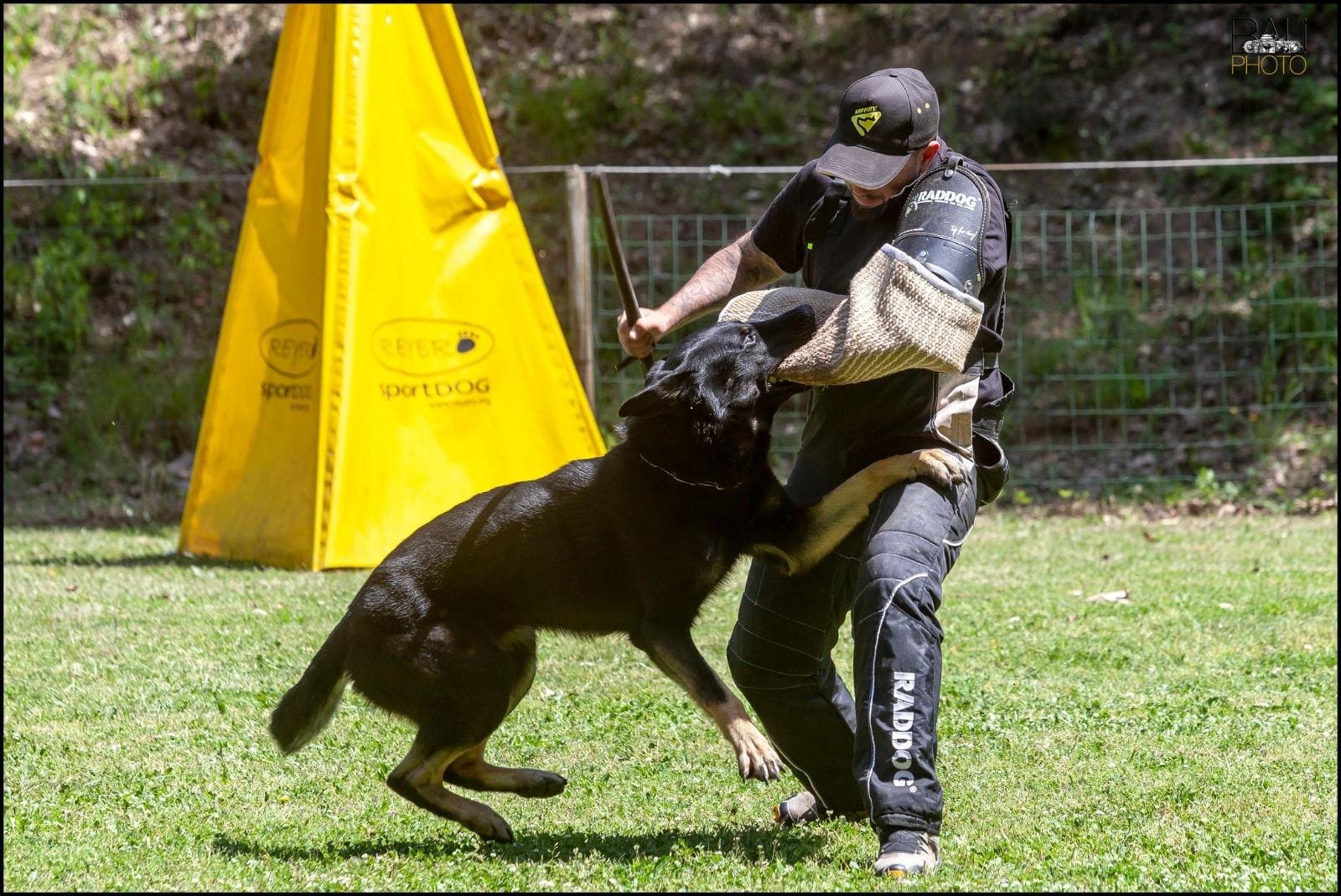 Entrada del perro a la manga de protección en plena carrera