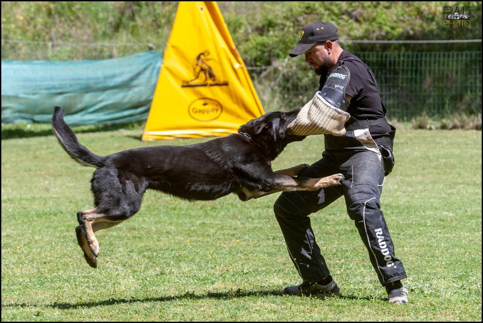 Mordida en salto durante un entreno de protección con Nando Cañero de figurante