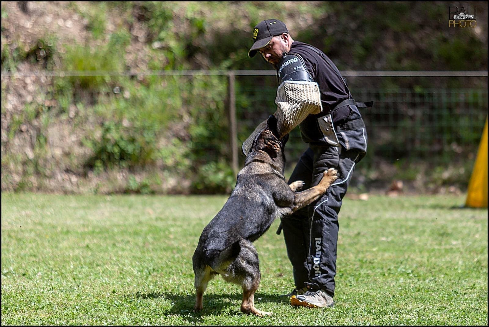 Enfrentamiento del pastor alemán con el figurante durante el entreno de protección