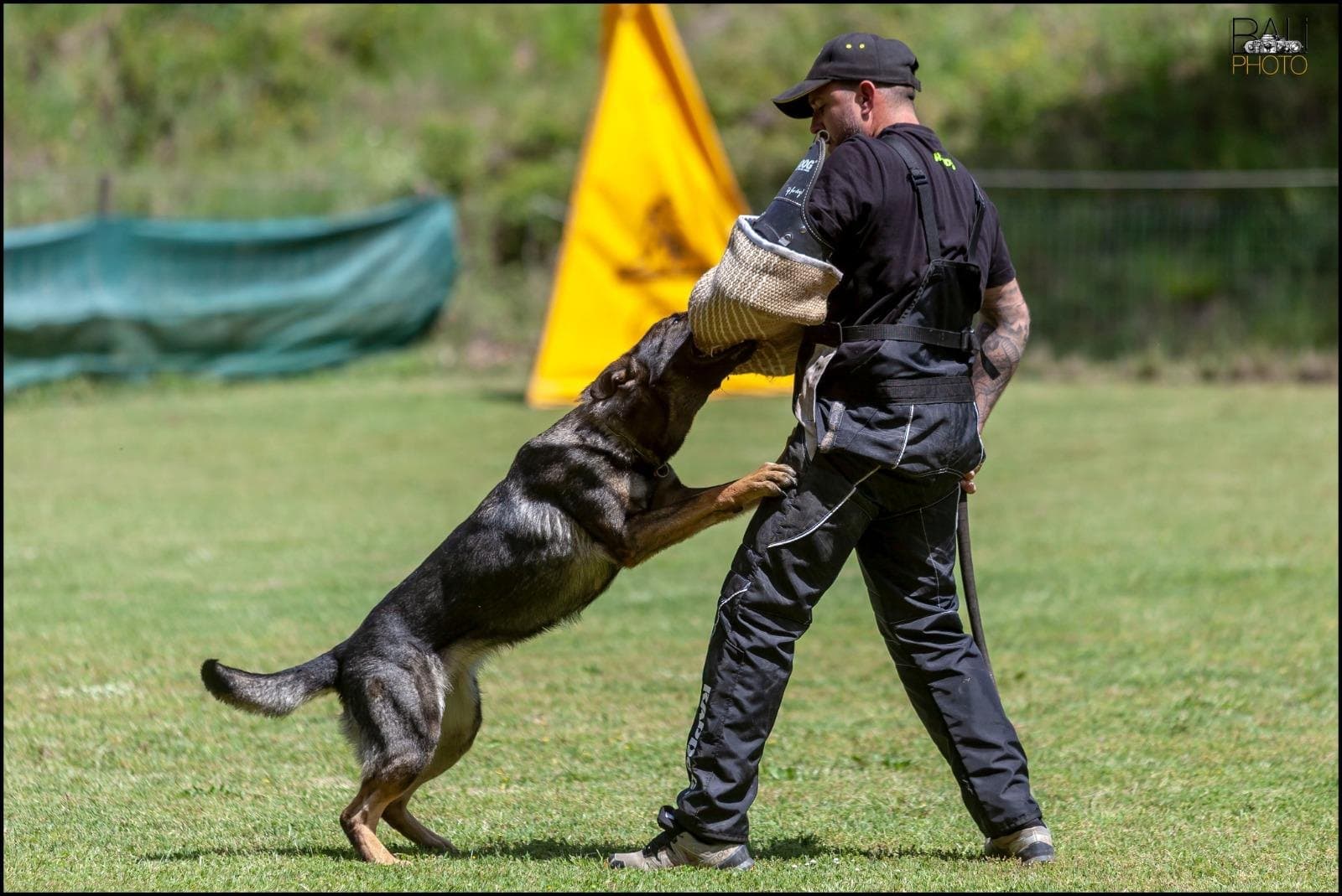 El perro mantiene la mordida en la manga mientras el figurante carga