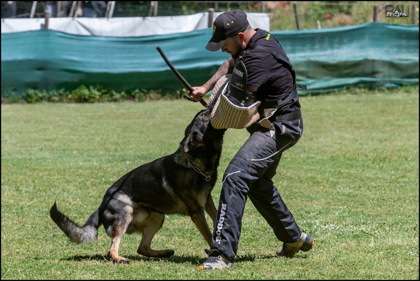 Conducción del figurante con el perro en guardia durante el entreno