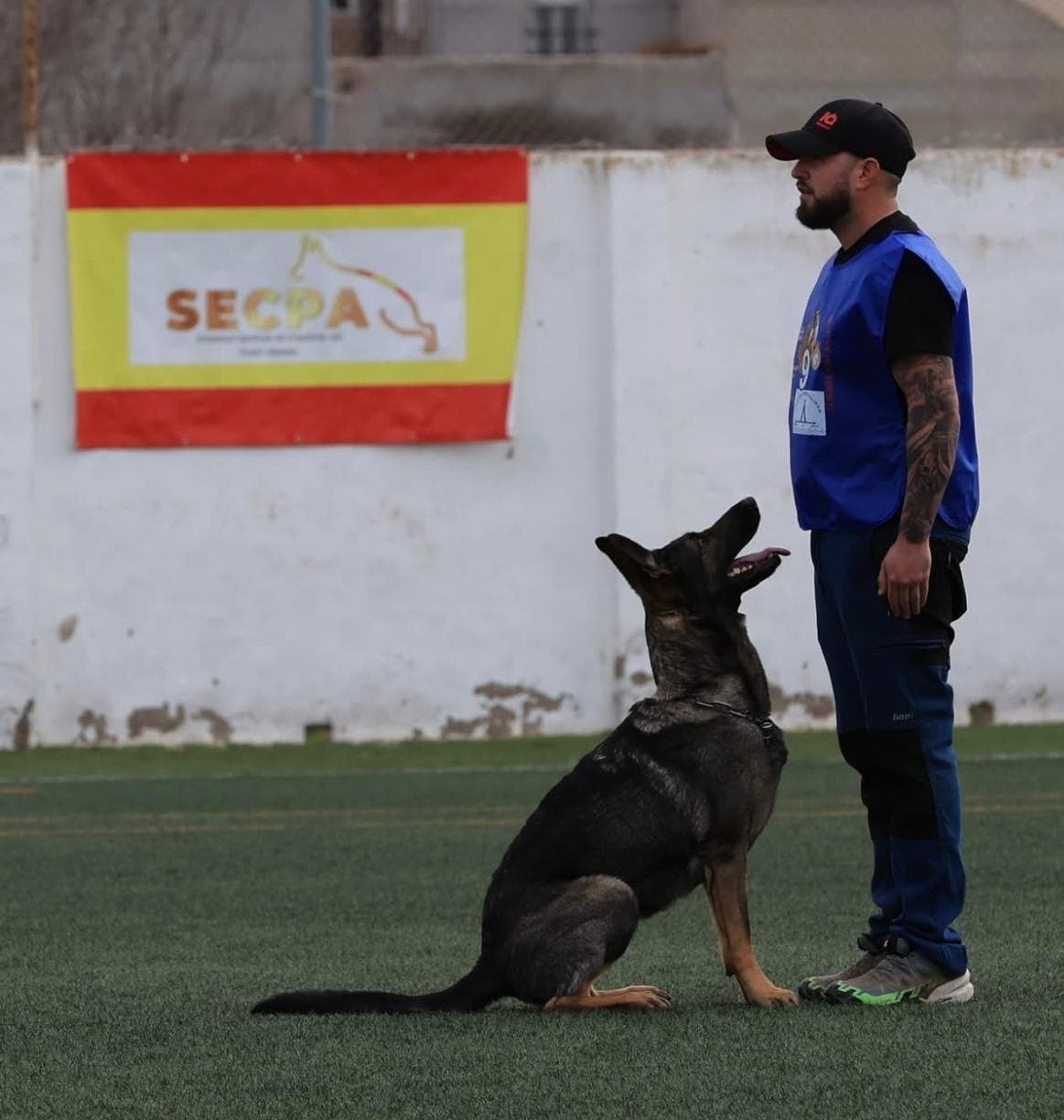 Xena sentada mirando a Nando Cañero durante el ejercicio de obediencia del campeonato de la SECPA