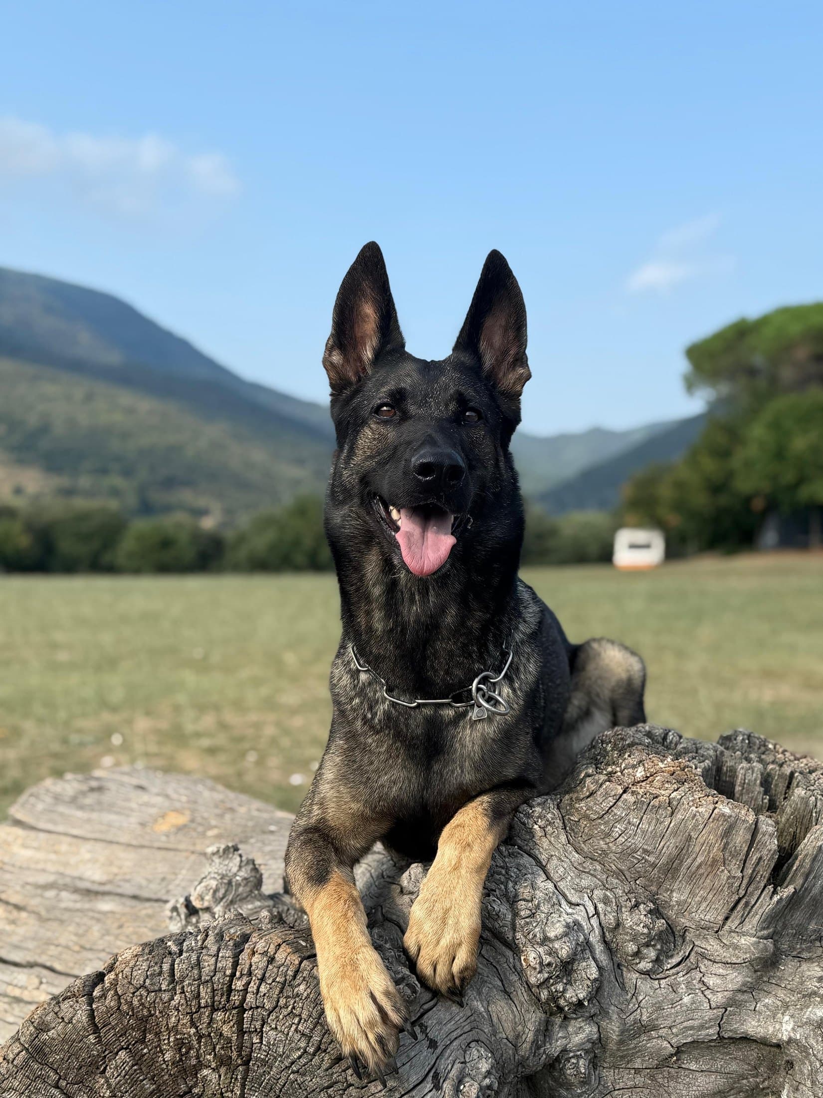 Retrato de Xena de Querien-Can, pastor alemán de trabajo, sobre un tronco en el campo